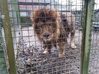 NHC vangt twee leeuwen op - Oudsbergen