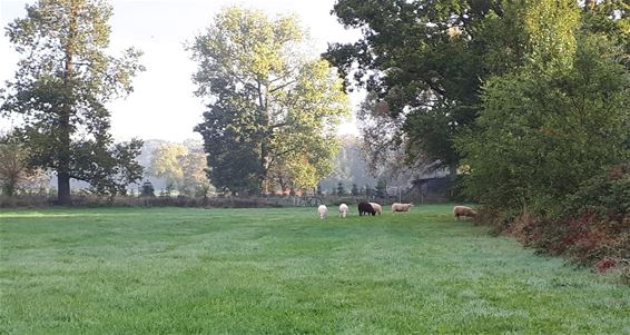 Niet bestemd voor wolven, dit bericht - Pelt