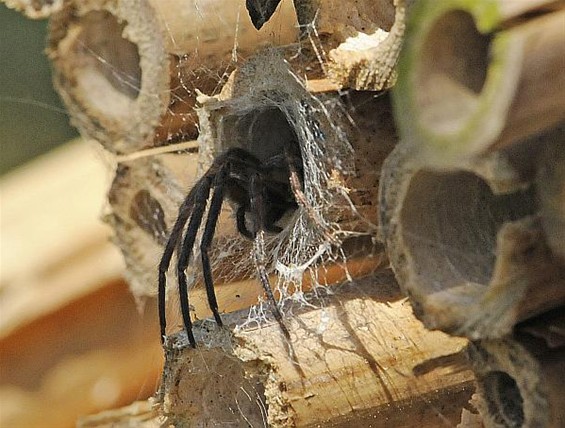 Niet voor arachnofoben - Overpelt