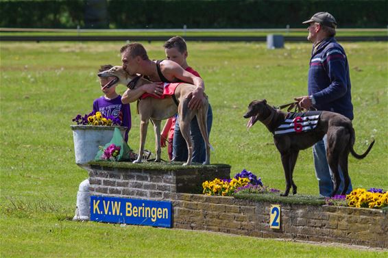 Nieuw baanrecord op windhondenrenbaan Beringen - Beringen