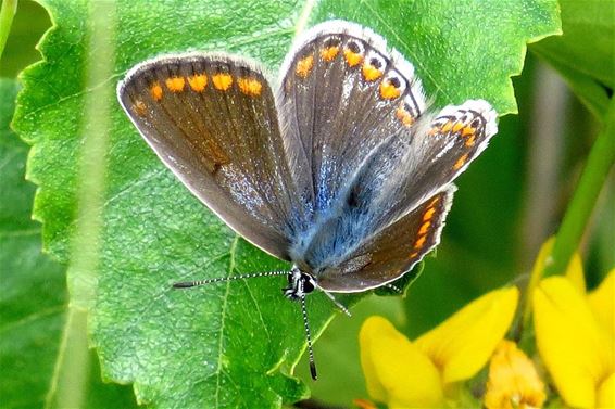 Nieuw in het Hageven: een bruin blauwtje - Neerpelt