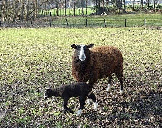 Nieuw leven... - Peer