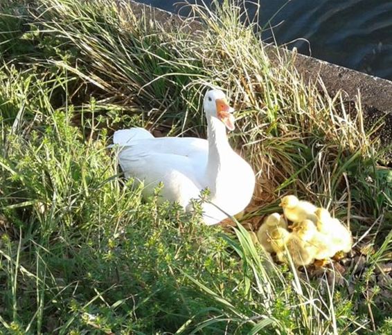 Nieuw leven aan het kanaal - Neerpelt