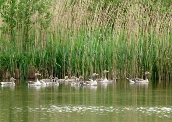 Nieuw leven in het Broekven - Meeuwen-Gruitrode