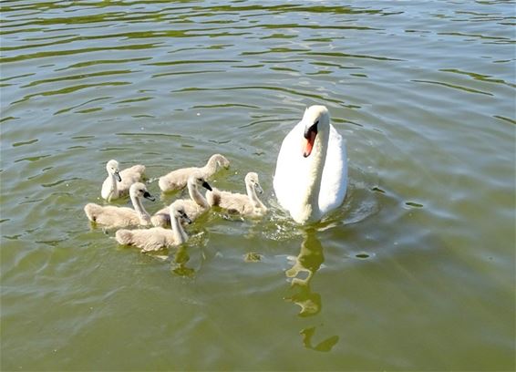 Nieuw leven in het kanaal - Bocholt