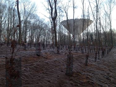 Nieuwe aanplant van boompjes op de Klitsberg - Beringen