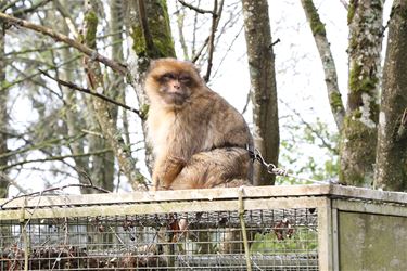 Nieuwe berberaap in Natuurhulpcentrum - Oudsbergen