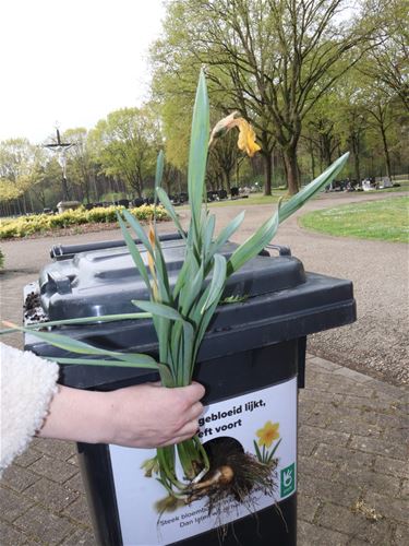 Nieuwe bestemming voor bloembollen - Pelt