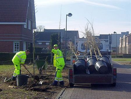 Nieuwe bomen in de Kasteeldreef - Hamont-Achel