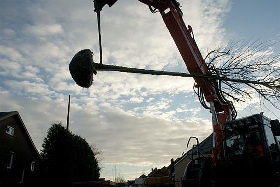 Nieuwe bomen in de Koningin Astridlaan - Neerpelt