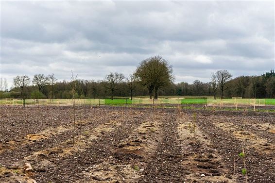 Nieuwe bomen in het Wedel - Pelt