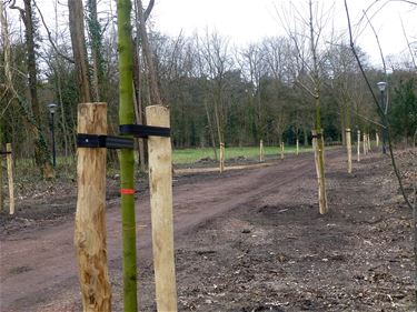 Nieuwe bomen in park directeurswoning - Beringen