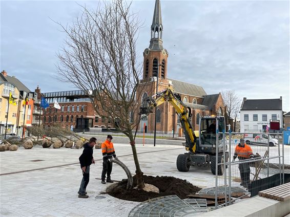 Nieuwe bomen op het Beringse marktplein - Beringen