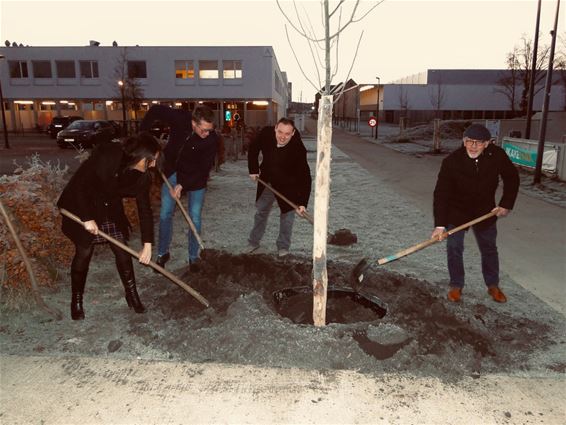 Nieuwe bomen voor campus Spectrumcollege - Beringen