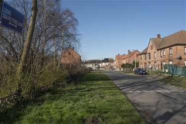 Nieuwe bomen voor Louis Sauvestrelaan - Beringen