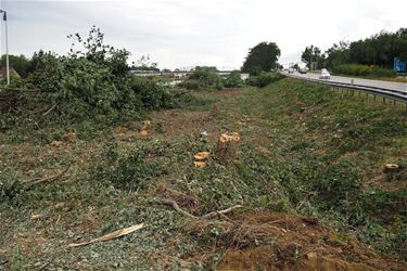 Nieuwe bomen aan de bruggen - Beringen