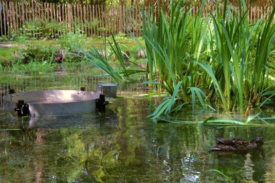 Nieuwe klanken in het Klankenbos - Neerpelt