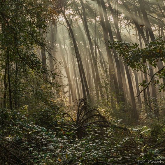 Nieuwe reuzenspin in het Hobos - Pelt