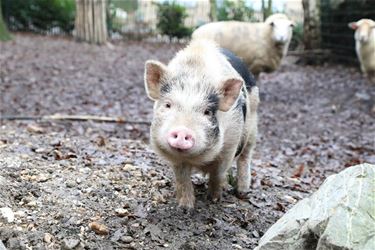 Nieuwe thuis voor dieren gezocht