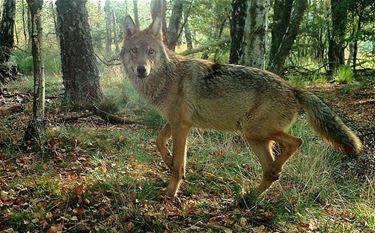 Niet bang zijn voor een wolf...