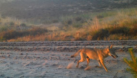 Nieuwe wolf gespot in Nationaal Park Bosland