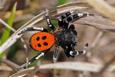 Nog 20.000 euro nodig voor insectengebied