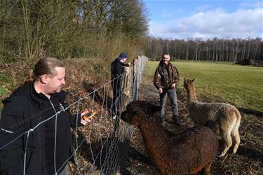 Nog altijd subsidies voor wolfwerende maatregelen - Leopoldsburg