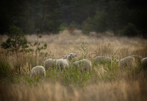 Nog eens de Blekerheide... - Lommel