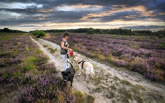 Nog eens de bloeiende heide - Lommel