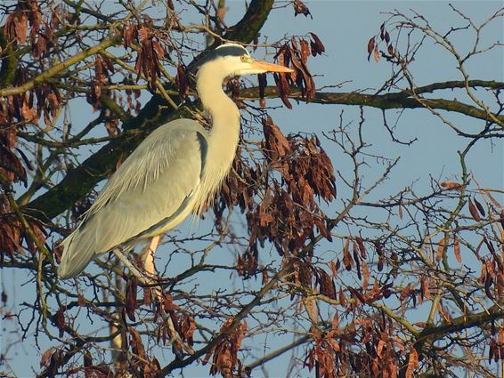 Nog eens een lading vogels - Lommel