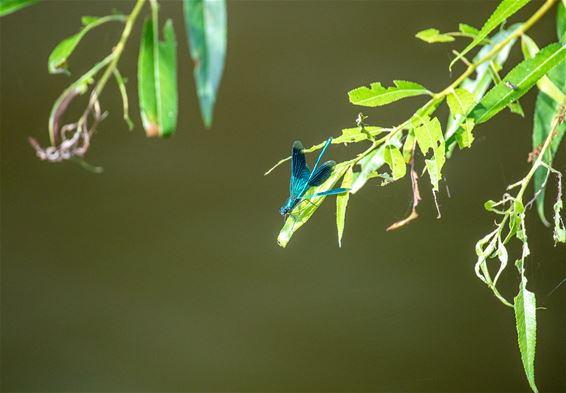 Nog eens natuur op dinsdag - Lommel