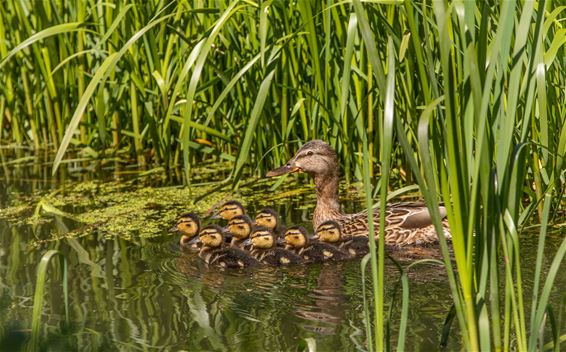 Nog eens op wandel in de Kolonie - Lommel