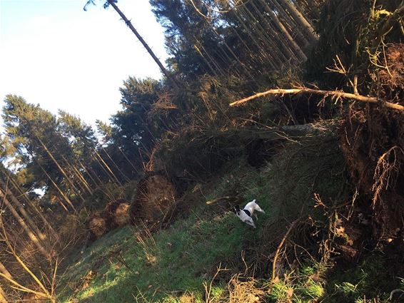 Nog even de storm - Neerpelt