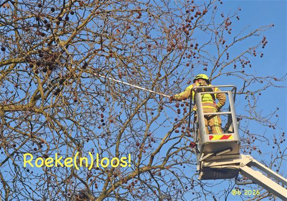 Nog even terug naar de roeken - Pelt