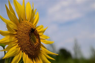 Nog extra zomerdagje - Beringen & Leopoldsburg