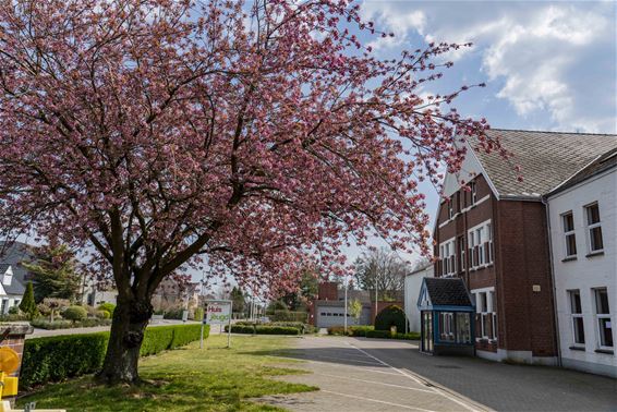 Nog meer natuur in lente 2020 - Lommel