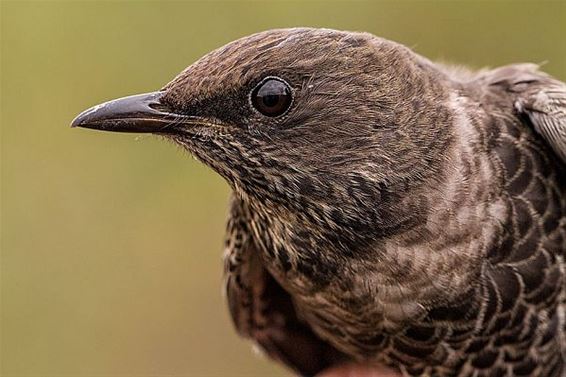 Nog nooit zoveel trekvogels boven Maatheide - Lommel