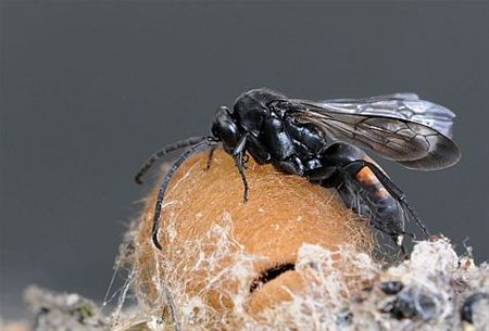 Nog resultaten van het biodiversiteitsweekend - Lommel