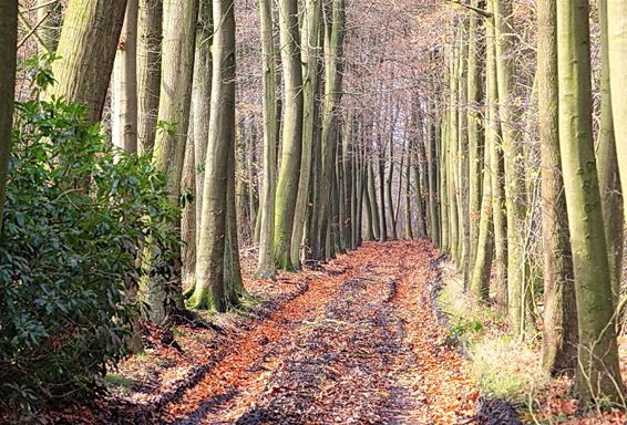 Nog steeds mooie herfstkleuren - Lommel