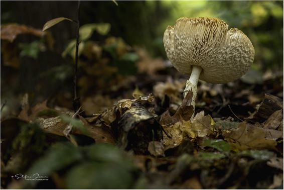 Nog wat herfstfoto's - Lommel