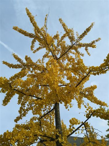 Nog wat herfstpracht - Lommel