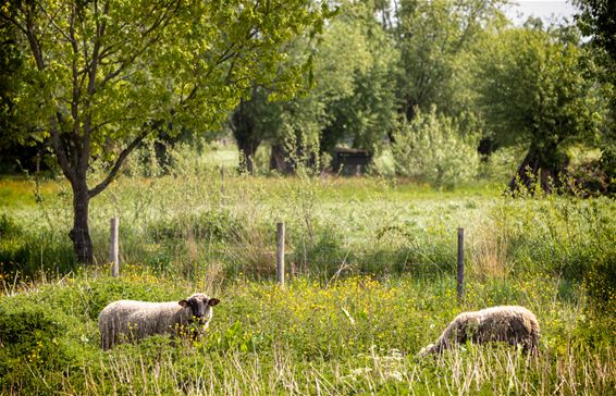 Nog wat lentefoto's - Lommel