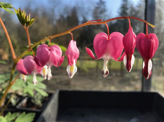 Nog wat natuur... - Lommel