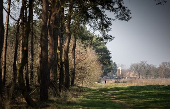 Nog wat natuurfoto's - Lommel