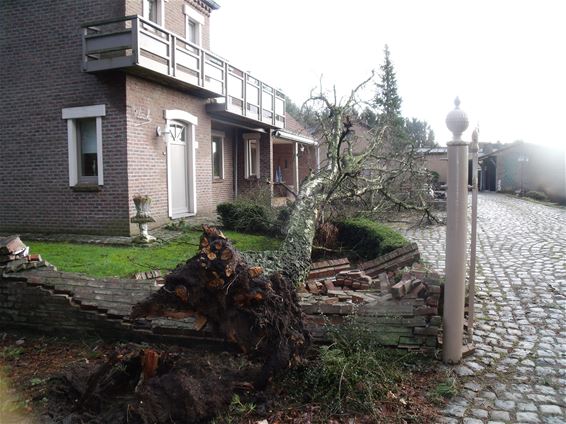 Nog wat stormschade van gisteren - Lommel