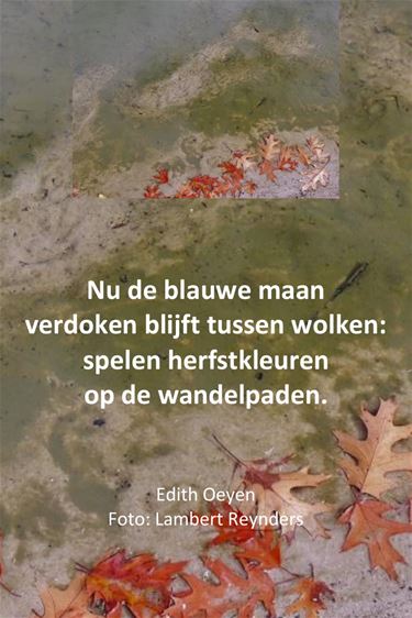 Nu de blauwe maan - Beringen