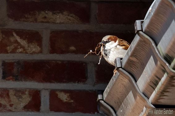 Nu de winter blijkbaar 'verganghen' is... - Pelt