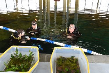 Nu ook waterplanten in duikcentrum TODI - Beringen