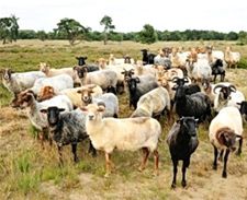 Zondag natuurhappening in de Sahara - Lommel