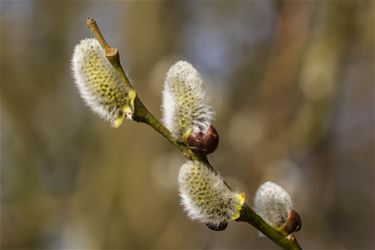 O, kom met mij in de lentenacht - Beringen